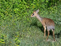 DSC 5697 : africa, animali, dikdik, tanzania, ventiquattresimoviaggio