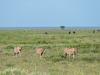 DSC 5754 : africa, animali, ghepardi, tanzania, ventiquattresimoviaggio