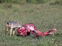 DSC 5817 : africa, animali, sciacalli, tanzania, ventiquattresimoviaggio