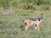 DSC 5903 : africa, animali, sciacalli, tanzania, ventiquattresimoviaggio