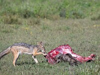 DSC 5950 : africa, animali, sciacalli, tanzania, ventiquattresimoviaggio