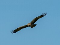 DSC 6090 : africa, animali, aquile, tanzania, uccelli, ventiquattresimoviaggio