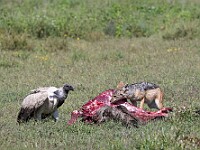 DSC 6102 : africa, animali, avvoltoi, sciacalli, tanzania, uccelli, ventiquattresimoviaggio
