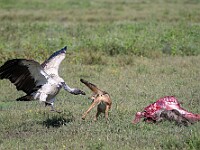 DSC 6111 : africa, animali, avvoltoi, sciacalli, tanzania, uccelli, ventiquattresimoviaggio