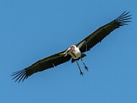DSC 6139 : africa, animali, marabu, tanzania, uccelli, ventiquattresimoviaggio