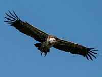 DSC 6219 : africa, animali, avvoltoi, tanzania, uccelli, ventiquattresimoviaggio