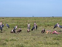 DSC 6277 : africa, animali, avvoltoi, marabu, sciacalli, tanzania, uccelli, ventiquattresimoviaggio