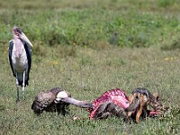 DSC 6287 : africa, animali, avvoltoi, marabu, sciacalli, tanzania, uccelli, ventiquattresimoviaggio
