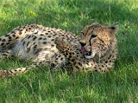 DSC 6326 : africa, animali, ghepardi, tanzania, ventiquattresimoviaggio