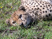 DSC 6376 : africa, animali, ghepardi, tanzania, ventiquattresimoviaggio