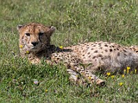 DSC 6411 : africa, animali, ghepardi, tanzania, ventiquattresimoviaggio
