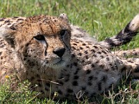 DSC 6428 : africa, animali, ghepardi, tanzania, ventiquattresimoviaggio