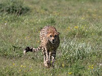 DSC 6445 : africa, animali, ghepardi, tanzania, ventiquattresimoviaggio