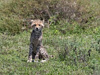 DSC 6503 : africa, animali, ghepardi, tanzania, ventiquattresimoviaggio