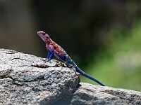 DSC 6531 : africa, agama, animali, tanzania, ventiquattresimoviaggio