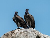 DSC 6534 : africa, animali, avvoltoi, tanzania, uccelli, ventiquattresimoviaggio