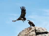DSC 6540 : africa, animali, avvoltoi, tanzania, uccelli, ventiquattresimoviaggio