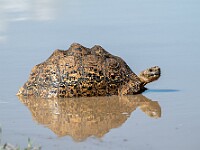 DSC 6613 : africa, animali, tanzania, tartaruga, ventiquattresimoviaggio