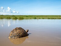 DSC 6654 : africa, animali, tanzania, tartaruga, ventiquattresimoviaggio