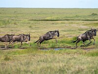 DSC 6679 : africa, animali, gnu, tanzania, ventiquattresimoviaggio