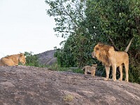 DSC 6721 : africa, animali, leoni, tanzania, ventiquattresimoviaggio