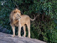 DSC 6726 : africa, animali, leoni, tanzania, ventiquattresimoviaggio