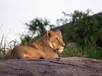 DSC 6766 : africa, animali, leoni, tanzania, ventiquattresimoviaggio