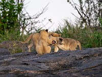 DSC 6829 : africa, animali, leoni, tanzania, ventiquattresimoviaggio
