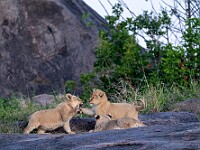 DSC 6862 : africa, animali, leoni, tanzania, ventiquattresimoviaggio