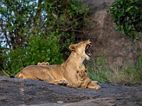 DSC 6905 : africa, animali, leoni, tanzania, ventiquattresimoviaggio