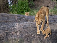 DSC 6961 : africa, animali, leoni, tanzania, ventiquattresimoviaggio