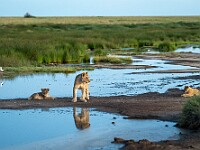 DSC 7011 : africa, animali, leoni, tanzania, ventiquattresimoviaggio