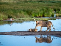 DSC 7024 : africa, animali, leoni, tanzania, ventiquattresimoviaggio