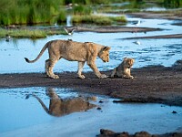 DSC 7053 : africa, animali, leoni, tanzania, ventiquattresimoviaggio