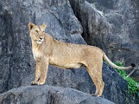 DSC 7107 : africa, animali, leoni, tanzania, ventiquattresimoviaggio