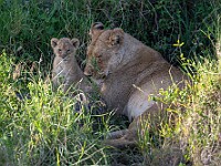 DSC 7139 : africa, animali, leoni, tanzania, ventiquattresimoviaggio