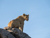 DSC 7162 : africa, animali, leoni, tanzania, ventiquattresimoviaggio