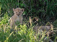 DSC 7214 : africa, animali, leoni, tanzania, ventiquattresimoviaggio