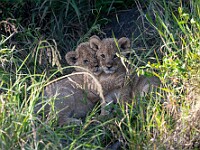DSC 7249 : africa, animali, leoni, tanzania, ventiquattresimoviaggio