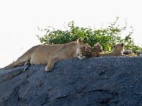 DSC 7310 : africa, animali, leoni, tanzania, ventiquattresimoviaggio