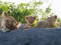 DSC 7322 : africa, animali, leoni, tanzania, ventiquattresimoviaggio