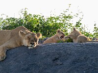 DSC 7366 : africa, animali, leoni, tanzania, ventiquattresimoviaggio