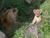 DSC 7522 : africa, animali, leoni, tanzania, ventiquattresimoviaggio