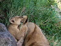 DSC 7667 : africa, animali, leoni, tanzania, ventiquattresimoviaggio