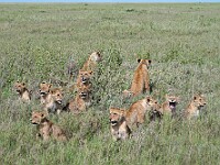 DSC 8087 : africa, animali, leoni, tanzania, ventiquattresimoviaggio