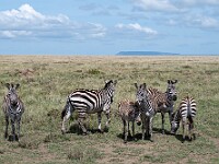 DSC 8152 : africa, animali, tanzania, ventiquattresimoviaggio