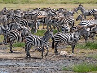 DSC 8236 : africa, animali, tanzania, ventiquattresimoviaggio, zebre