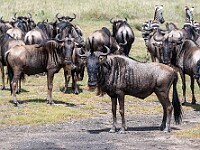 DSC 8248 : africa, animali, gnu, tanzania, ventiquattresimoviaggio