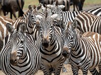DSC 8259 : africa, animali, tanzania, ventiquattresimoviaggio, zebre