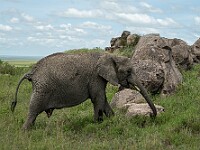 DSC 8278 : africa, animali, elefanti, tanzania, ventiquattresimoviaggio